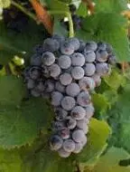 cultivo de uva - cultivo de uva para vino