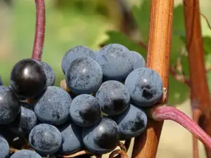 cultivo de uva - cultivo de uva para vino