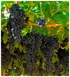 cultivo de uva - cultivo de uva para vino