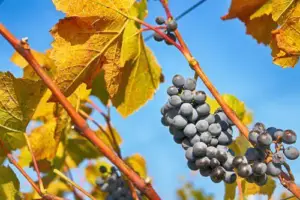 cultivo de uva - cultivo de uva para vino