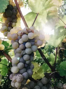 cultivo de uva - cultivo de uva para vino