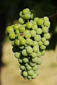 cultivo de uva - cultivo de uva para vino