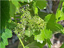cultivo de uva - cultivo de uva caracteristicas