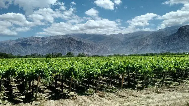 plantación de uvas en un valle