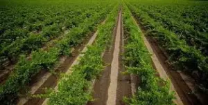 cultivo de uva - cultivo de uva caracteristicas