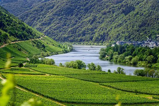 viñedo a orillas de un río 