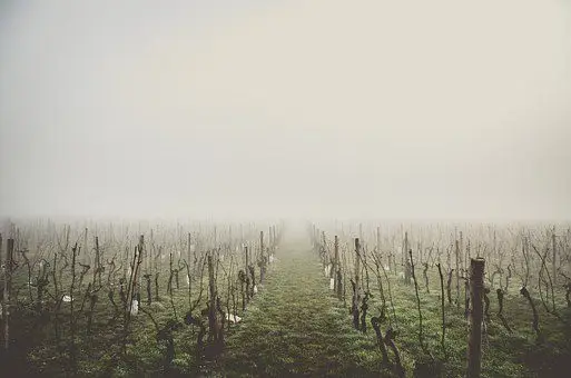 temperatura-uva plantas de uva quemadas por el frío