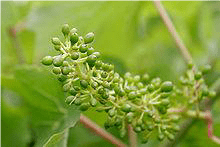 cultivo de uva - cultivo de uva caracteristicas