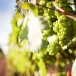 cultivo de uva - cultivo de uva caracteristicas