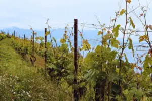 cultivo de uva - cultivo de uva caracteristicas
