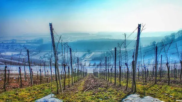 plantación de uvas sembradas en pendiente