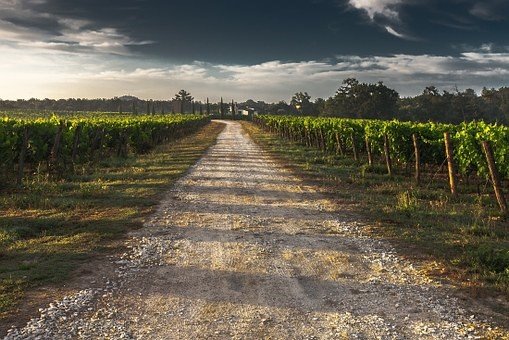 siembra del cultivo de uvas alrededor de un camino