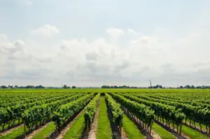 cultivo de uva - cultivo de uva caracteristicas