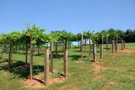 cultivo de uva - cultivo de uva caracteristicas