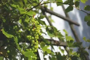 cultivo de uva - cultivo de uva para vino