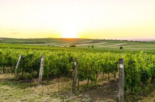 puesta del sol en el cultivo de uvas