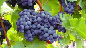 cultivo de uva - cultivo de uva para vino