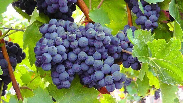 planta con racimos de uvas moradas