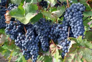 cultivo de uva - cultivo de uva para vino