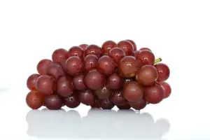 cultivo de uva - cultivo de uva caracteristicas