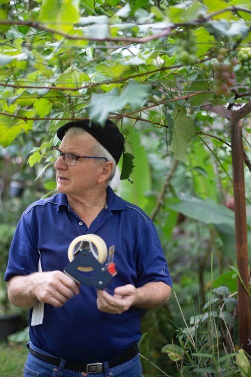 hombre dentro de plantación de uva