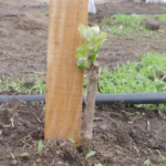 cultivo de uva - cultivo de uva caracteristicas