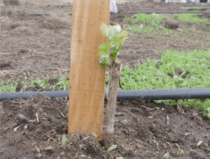 cultivo de uva - cultivo de uva caracteristicas