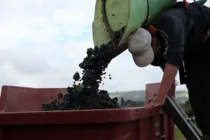 cultivo de uva - cultivo de uva para vino