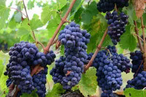 cultivo de uva - cultivo de uva para vino
