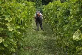 cultivo de uva - cultivo de uva para vino