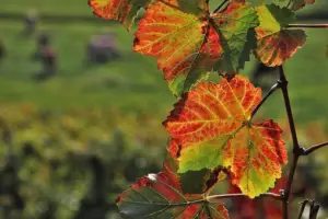 cultivo de uva - cultivo de uva caracteristicas