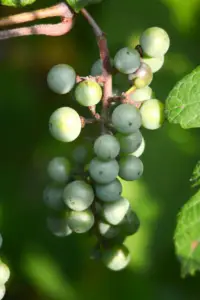 cultivo de uva - cultivo de uva para vino