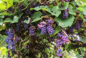 cultivo de uva - cultivo de uva para vino