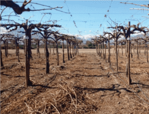 cultivo de uva - cultivo de uva caracteristicas
