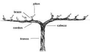 cultivo de uva - cultivo de uva caracteristicas