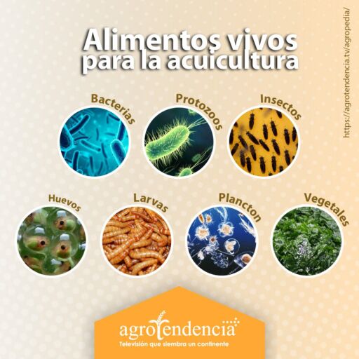 imagenes de diferentes organismos usados como alimentos vivos