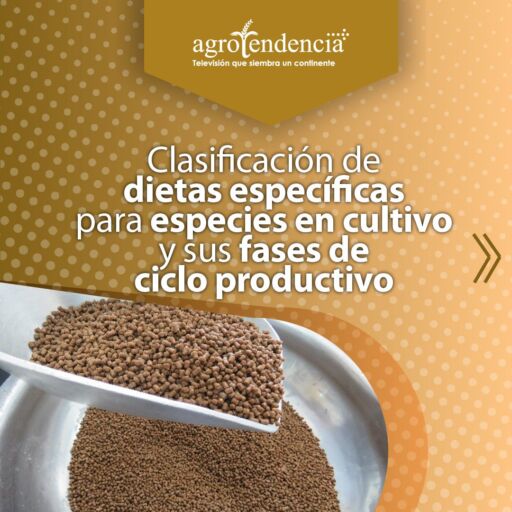 Dos diferentes dietas o alimentos para peces