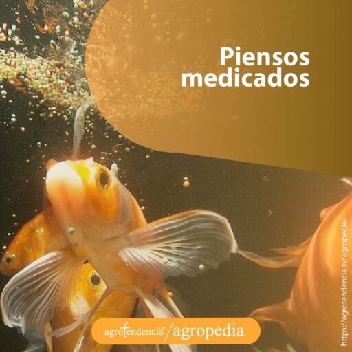 peces alimentándose de piensos medicados