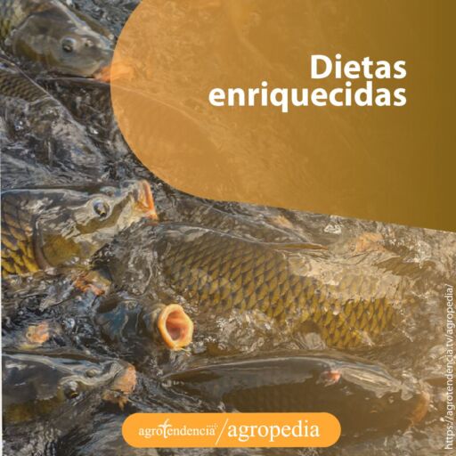 peces comiendo dietas medicadas