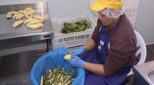 INTA creó harina de banano sin cáscara con alto valor nutricional