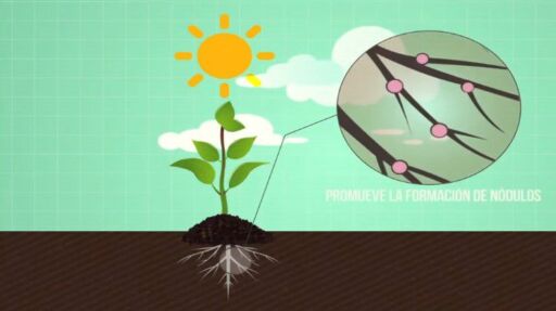 Silicio aplicado en las plantas aumenta valor nutricional de los alimentos