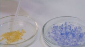 Semilla conocida como Variedad oriente mejora siembra de cebolla