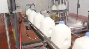 INTA y UBA crean equipo que envasa y pasteuriza leche fluida