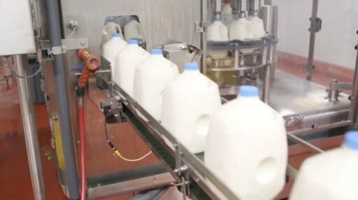 INTA y UBA crean equipo que envasa y pasteuriza leche fluida