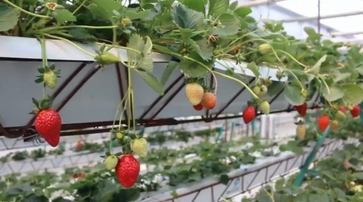 cultivo hidropónico - fresas