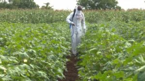 Desarrollan insecticida ecológico con menos químicos
