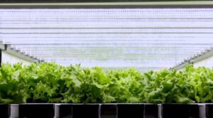 Crean fábricas de verduras para reemplazar al campo
