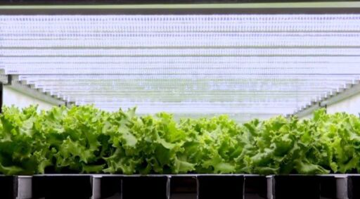 Crean fábricas de verduras para reemplazar al campo