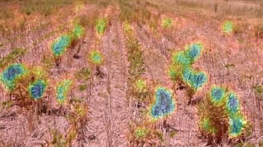 Sistema Deep Agro disminuye uso de agroquímicos