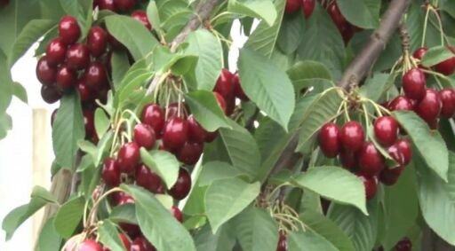 Plataforma IKAROS es creada para orientar a productores de cerezas
